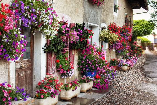 How To Create Beautiful Hanging Baskets image 1